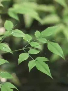【 Quick shipment 】 Dust proof cosmetics storage box storage rack desktop skincare products lipstick dressing table