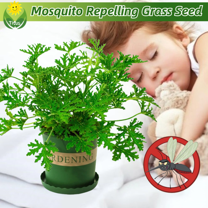100 Legit Mosquito Repelling Plant Seeds Herb Seeds for Planting