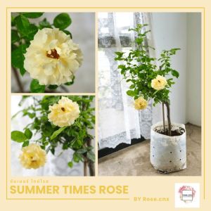 กุหลาบสีเหลือง ดอกขนาดใหญ่ ซัมเมอร์ ไทม์โรส Summer Time rose (สายพันธุ์ฝรั่งเศส)