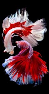 Pajangan dinding gambar ikan / hiasan dinding