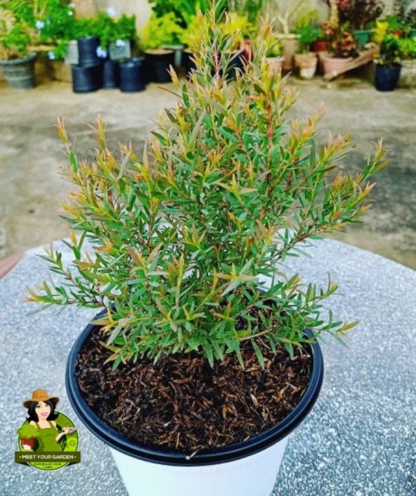 Anti Mosquito Plant Lush (Actual Photo) with FREE white plastic pot,  pebbles and garden soil - Outdoor Plant- Plant for sale | Lazada PH