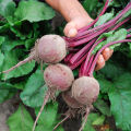 [Easy to grow in the Philippines] 100pcs Fresh Beetroot Seeds buto ng gulay Sugar Beets Seeds Heirloom Dark Red Beet Seeds High Yield Organic Vegetable Seeds for Planting Vegetables Seeds for Gardening Bonsai Seeds Potted Live Plants for Sale rijk zwaan. 