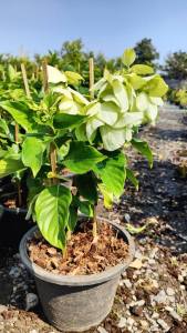 ดอนญ่าขาว Aurora กระถาง 11 นิ้ว ต้นสวยและแข็งแรง (กทม)