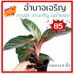 KD999 อำนาจเจริญ  Aglaonema ต้นไม้มงคล ต้นไม้ฟอกอากาศ เสริมสิริมงคล ให้ความสุข เจริญ โชคลาภ