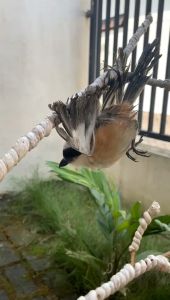 Pulut lem jebak burung lengket anti lepas pulut bendo asli