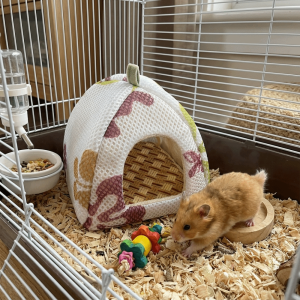 OUTOPEN Thoáng khí Tổ ấm thú vị cho chuột hamster Chống mài mòn kèm thảm làm mát Hang động cho thú cưng Tổ chuột lang Ấm cúng Nơi trú ẩn cho chuột hamster Khu nghỉ ngơi cho thú cưng