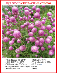 1KG Hạt Giống Hoa Cúc Bách Nhật Mix Màu ( Tím - Đỏ - Trắng - Hồng )