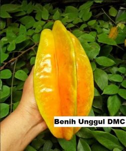 Bibit Belimbing Madu Jumbo Super Okulasi