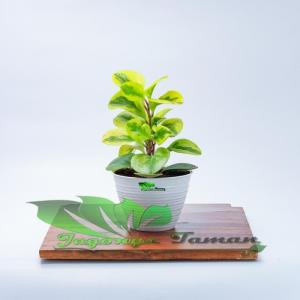 TANAMAN PEPEROMIA VARIGATA / TANAMAN JADE PLANT / BIBIT TANAMAN PEPEROMIA