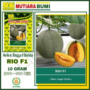 BENIH MELON HIBRIDA RIO F1 ISI 10 GR (Sekitar 400 - 500 butir benih) TOLERAN TERHADAP PENYAKIT DOWNYMILDEW CAP MUTIARA BUMI