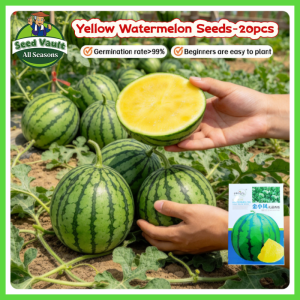 100% Legit High Germination 20pcs Yellow Watermelon Seeds for Planting Fruits High Yield Super Sweet Juicy Watermelon Fruit Seeds Sugar Baby Water Melon Seeds Pakwan Seeds Bonsai Fruit Seeds Organic Vegetable Seeds for Gardening Watermelon Seedlings