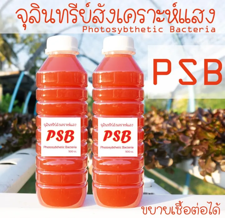 หัวเชื้อจุลินทรีย์สังเคราะห์แสง PSB 1 ลิตร แบบเข้มข้น ขยายเชื้อต่อได้