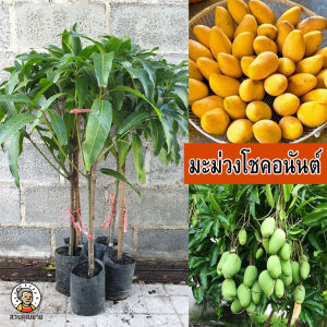 ต้นมะม่วงโชคอนันต์ ขนาด 65 - 100 ซม. ผลสุกเป็นสีเหลืองตลอดทั้งผลดูสวยงามยิ่ง รสชาติหวานหอมรับประทานอร่อยไม่แพ้รสชาติมะม่วงกินสุกพันธุ์ดังๆ