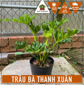 Cây Trầu Bà Thanh Xuân - Tổng thể cao tầm 50-60 cm - Kiểng lá sang trọng!