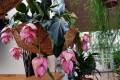 [REAL PLANT] Medinilla Magnifica / Malaysian Orchid. 