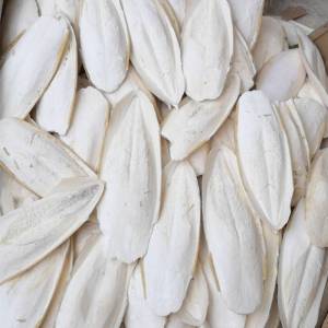 Nang Mực (Mai Mực) Bổ Sung Canxi Cho Vẹt Lovebird Yến Phụng Cockatiel Và Chim Cảnh