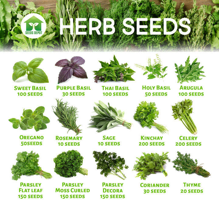 Herb Seeds Basil Rosemary Oregano Thyme Sage Celery Kinchay