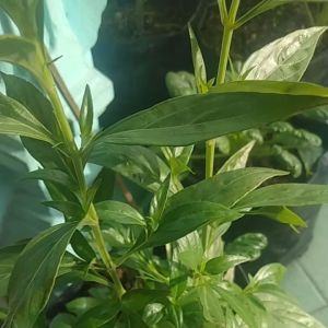 Daun Sambiloto Segar yang Banyak Manfaat dan Khasiatnya Harga 25000 200 Gram\\n\\nDaun sambiloto segar adalah tanaman herbal yang memiliki berbagai manfaat dan khasiat bagi kesehatan. Dengan harga yang terjangkau, yaitu 25000 rupiah per 200 gram, daun sambiloto segar menjadi pilihan yang tepat bagi Anda yang ingin menjaga kesehatan dengan cara alami.\\n\\n Apa Itu Daun Sambiloto?\\n\\nDaun sambiloto segar berasal dari tanaman Andrographis paniculata, yang biasanya tumbuh di daerah tropis dan subtropis. Tanaman ini telah digunakan sejak zaman dahulu sebagai obat tradisional oleh masyarakat Indonesia.\\n\\n Asal-usul Dan Sejarah Daun Sambiloto\\n\\nDaun sambiloto segar telah digunakan sejak ribuan tahun yang lalu oleh masyarakat Indonesia sebagai obat tradisional. Tanaman ini pertama kali ditemukan di India dan kemudian dibawa ke Indonesia oleh pedagang-pedagang dari India. Di Indonesia, daun sambiloto segar digunakan sebagai obat untuk mengobati berbagai penyakit seperti demam, flu, batuk, dan radang tenggorokan.\\n\\n Manfaat Kesehatan Daun Sambiloto\\n\\nDaun sambiloto segar memiliki berbagai manfaat dan khasiat bagi kesehatan, antara lain:\\n\\n- Meningkatkan sistem kekebalan tubuh\\n- Mengobati demam dan flu\\n- Mencegah infeksi\\n- Mengobati radang tenggorokan\\n- Meningkatkan kesehatan hati\\n- Mencegah kanker\\n\\n Cara Menggunakan Daun Sambiloto Untuk Kesehatan\\n\\nBerikut adalah langkah-langkah mengolah daun sambiloto segar untuk kesehatan:\\n\\n1. Siapkan daun sambiloto segar yang sudah dibersihkan\\n2. Rebus daun sambiloto segar dengan air secukupnya\\n3. Tunggu hingga mendidih dan dinginkan\\n4. Minum air rebusan daun sambiloto segar setiap hari untuk menjaga kesehatan\\n\\n Langkah-langkah Mengolah Daun Sambiloto\\n\\nBerikut adalah langkah-langkah mengolah daun sambiloto segar:\\n\\n1. Siapkan daun sambiloto segar yang sudah dibersihkan\\n2. Rebus daun sambiloto segar dengan air secukupnya\\n3. Tunggu hingga mendidih dan dinginkan\\n4. Minum air rebusan daun sambiloto segar setiap hari untuk menjaga kesehatan\\n\\n Dosis & Peringatan Penggunaan Daun Sambiloto\\n\\nDosis penggunaan daun sambiloto segar adalah sekitar 2-3 gram per hari. Namun, sebaiknya berkonsultasi dengan dokter sebelum mengonsumsi daun sambiloto segar dalam jumlah besar.\\n\\n Informasi Tambahan Tentang Daun Sambiloto\\n\\nBerikut adalah informasi tambahan tentang daun sambiloto segar:\\n\\n Harga & Pembelian Daun Sambiloto\\n\\nHarga daun sambiloto segar adalah sekitar 25000 rupiah per 200 gram. Anda bisa membeli daun sambiloto segar di pasar tradisional atau toko herbal terdekat.\\n\\n Tips Membeli Daun Sambiloto Segar\\n\\nBerikut adalah tips membeli daun sambiloto segar:\\n\\n- Pastikan daun sambiloto segar masih hijau dan tidak layu\\n- Cek aroma daun sambiloto segar, pastikan tidak ada bau tidak sedap\\n- Pilih daun sambiloto segar yang masih segar dan tidak ada tanda-tanda busuk\\n\\nDengan memahami manfaat dan khasiat daun sambiloto segar, Anda bisa menjaga kesehatan dengan cara alami dan terjangkau. Pastikan untuk selalu membeli daun sambiloto segar yang berkualitas dan mengonsumsinya dalam jumlah yang sesuai dengan dosis yang disarankan.\n}