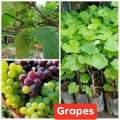 Fruit bearing tree Dwarf Varieties Grafted. 
