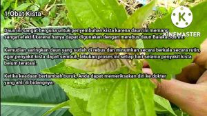 BISA COD!!! DAUN HERBAL PENCEGAH DIABETES MURAH HEMAT/DAUN BALAKACIDA 500 gram/DAUN KIRINYUH/OBAT OBATAN TRADISIONAL