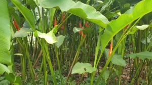 หน่อพันธุ์เฮลิโคเนีย ก้ามปูยักษ์ ดอกสีส้มอมชมพู Heliconia stricta x orthotricha Oriole Orange หน่อใหญ่ขุดสดก่อนส่ง ปลูกง่ายโตวัยให้ดอกสีสันสดใส ผลผลิตจากสวนออแกนิกปราศจากสารเคมีช่วยฟอกอากาศจับฝุ่น ดอกจัดแจกันสวย