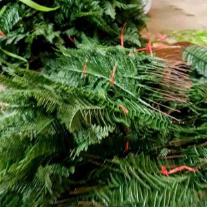 [Combo Hời Hàng Mới] Bộ 10 Lá cây dương sỉ nhựa. lợp lồng lụp bẫy