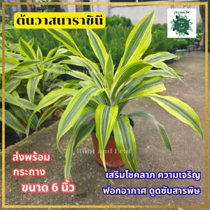 ต้นวาสนาราชินี ส่งพร้อมกระถาง 6 นิ้ว ไม้มงคล เสริมโชคลาภ ความเจริญก้าวหน้า ช่วยฟอกอากาศ