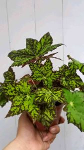 SOVBegonia Cleopatrae Maple Leaf Begonia Pokok Asam Batu 枫叶秋海棠Indoor Plant Real Live Plant Rare Plant
