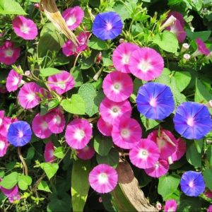 ผักบุ้งดอกไม้สวน100ชิ้น/แพ็ค