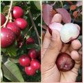 Bibit kelengkeng merah lengkeng ruby longan hasil stek okulasi cepat berbuah. 