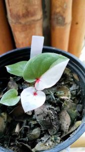 ต้นบอนสีเพชรเจ็ดสี ลายชัดสวยตรงปก ลากเเน่ เเข็งเเรง