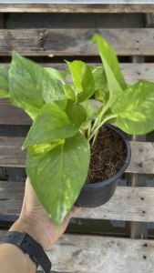 ต้นพลูด่างสีเขียว Epipremnum aureum ไม้ฟอกอากาศ วางได้ทุกห้องของบ้าน เลี้ยงง่าย-เลี้ยงในน้ำได้ ส่งพร้อมกระถางดำ ขนาด 4 นิ้ว