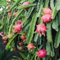[Easy To Grow In Malaysia] Pitaya Seeds Dragon Fruit Seeds for Planting (Mixed 200 Seeds) Balcony Potted Yellow Dragon Fruit Plant Seeds Dwarf Fruit Plants Red Dragon Fruit Seedlings Home Garden Seeds Bonsai Tree Live Plant Real Plants Benih Pokok Buah. 