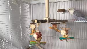 Agape Rotating Parrot Perch Toy with Chew Toy Natural Wooden Perch Stand for Small & Medium Birds Bird Cage Accessory with Exercise Wheel for Parakeets Cockatiels Lovebirds Conures Finches Budgies