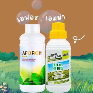 ยับยั้งเชื้อรา ใบไหม้ ใบจุดใบด่าง ผลเน่า รากเน่า ปุ๋ยน้ำ เอมม่า 1000 ซีซี + เอฟอชสารจับใบ 1000 ซีซี ฉีดคู่กับเอฟอช เร่งการดูดซึมยาเข้าใบรวดเร็ว