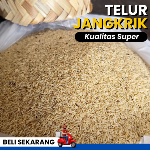 READY Bibit telur jangkrik alam sliring kemasan 500 gram daya tetas 99% GRATIS panduan penetasan & media pemeraman