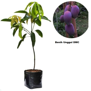 Bibit Mangga Irwin Okulasi Unggul Cepat Berbuah