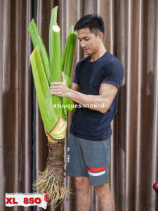 บอนกระดาดยักษ์ บอนยักษ์ ต้นกระดาด ต้นบอน Alocasia Borneo Giant