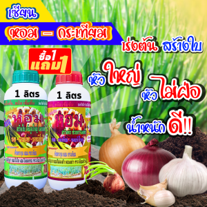 โปรซื้อ 1 ลิตร แถม 1 ลิตร ฮอร์โมนฉีดพ่นทางใบ ฮอร์โมนหอมกระเทียม ปุ๋ยทางใบ เร่งต้น สร้างใบ หัวใหญ่ หัวไม่ฝ่อ เร่งน้ำหนัก
