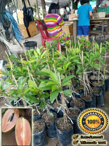 1*ต้นละมุดสาลี่ยักษ์จัดส่งพร้อม ลำต้นสูง 40-50 ซม ต้นไม้แข็งแรง ทุกต้น เรารับประกันจัดส่งห่ออย่างดี ผลสุกรสชาติ หวาน หอมกรอบอร่อยมาก