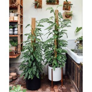Monstera Adansonii / 窟窿龟背竹 / Janda Bolong / छेददार पौधा (Singapore: Swiss Cheese Plant) – Trendy Look Air Purifying Ea