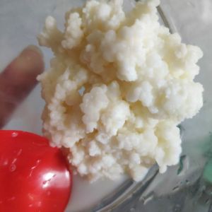 nấm sữa kefir ( nấm làm sữa chua)