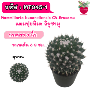 Mammillaria bucareliensis CV.Erusamu แมมปุยหิมะ อิรุซามุ