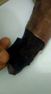 Ubi Ungu Cilembu 1kg Banyak Manfaatnya