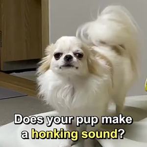 [DR.BY BREATH CARE] Dog CoughBronchial Supplement  Freshening Health Food Puppy (30sticks)