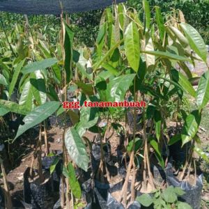 Bibit Durian Merah Hasil Okulasi
