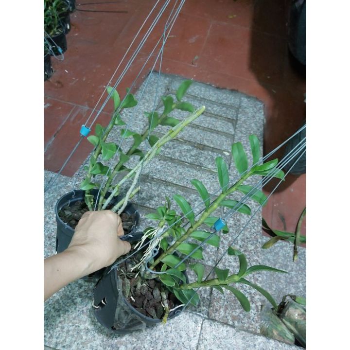 Phi%20%C4%91i%E1%BB%87p%20r%E1%BB%ABng,%20L%E1%BB%99c%20B%E1%BA%AFc%20nh%C3%A2n%20kie%20-%20Image%203