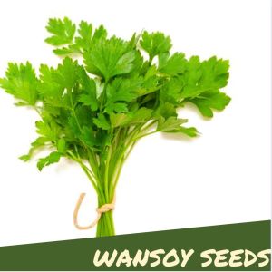 Coriander Wansoy Herbs 30 - 50 Seeds Outdoor Garden Plant
