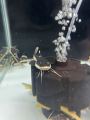 Redtail Catfish/Live Fish/Monster Fish/Freshwater  红尾猫/活鱼/鲶鱼科(Sin Quan Aquaculture Enterprise). 