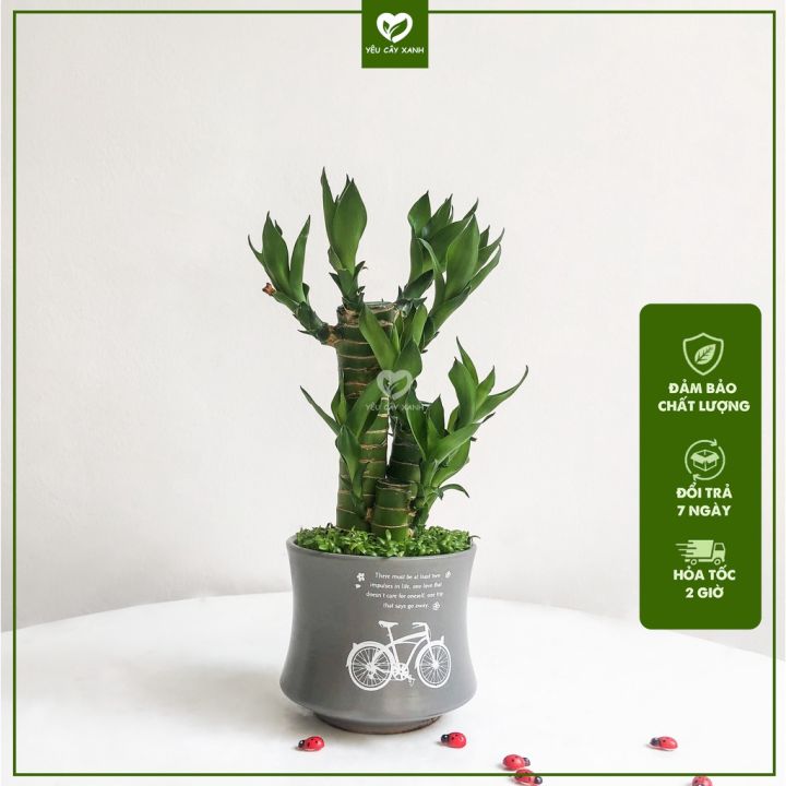 Cây Phát Tài Khúc 3 thân để bàn cây phong thuỷ, cây phát tài (Mẫu chậu ...